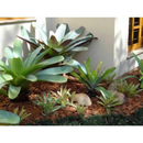 Casca de Pinus Natural P ou M Decoração Jardinagem Semi Polida 3L ate 40Litros Gold Plant